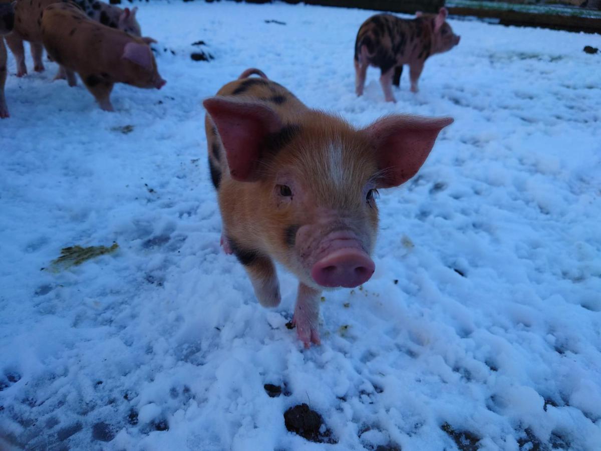 The Byre North End Farm Bed & Breakfast Ashton Keynes Dış mekan fotoğraf